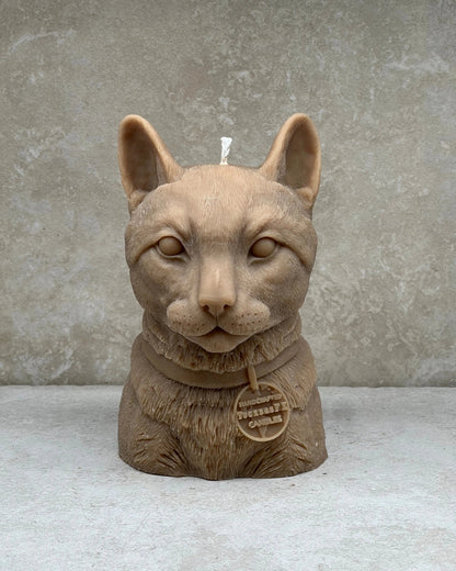 Cat Tuckersfx