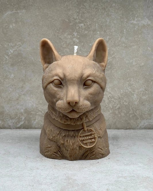Cat Tuckersfx
